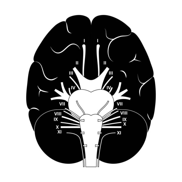 Диаграмма черепных нервов