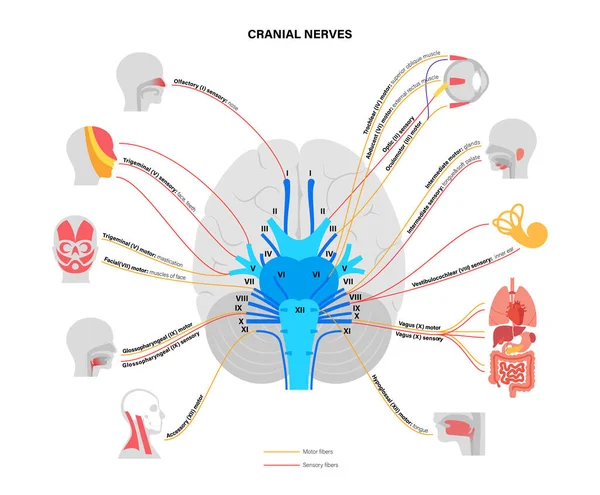 Diagrama dos nervos cranianos —  Vetores de Stock