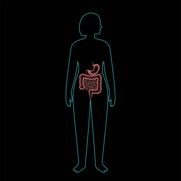 Anatomie zažívacího traktu — Stockový vektor