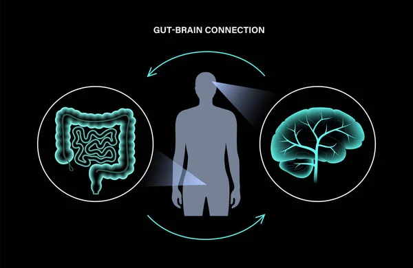 Cerebro intestinal 3D — Archivo Imágenes Vectoriales