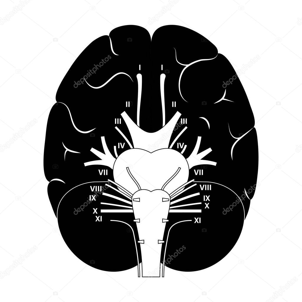 Cranial nerves diagram. Brain structure medical poster. Cerebellum, pons, pyramid, trigeminal and vagus nerves. Motor and sensory fibres scheme. Brainstem anatomical banner flat vector illustration.