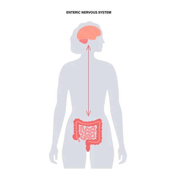Conexión cerebral intestinal — Vector de stock
