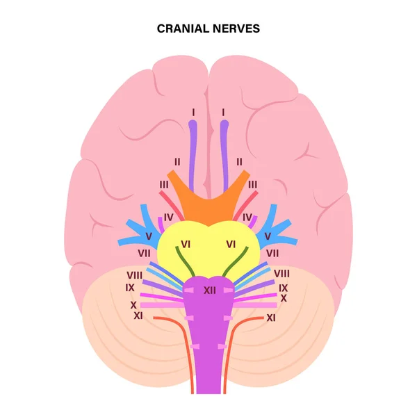 颅脑神经图 — 图库矢量图片