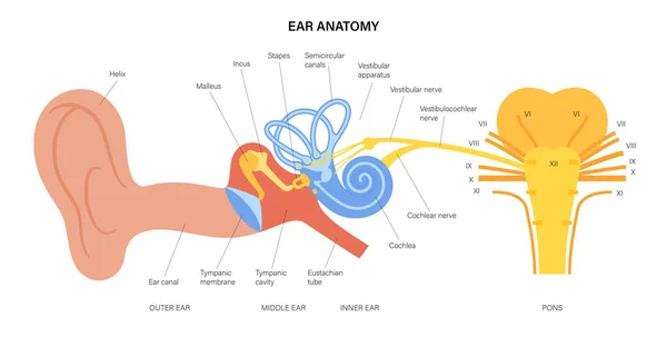 A fül anatómiai ábrája — Stock Vector