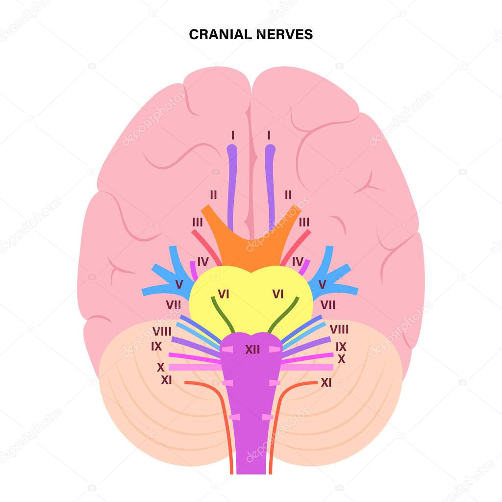 Cranial nerves diagram. Brain structure medical poster. Cerebellum, pons, pyramid, trigeminal and vagus nerves. Motor and sensory fibres scheme. Brainstem anatomical banner flat vector illustration.