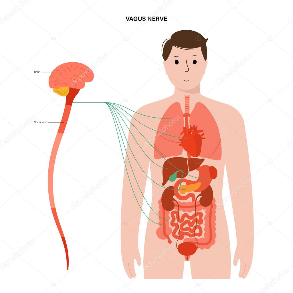 Vagus nerve diagram