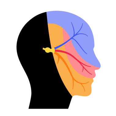 Trigeminal sinir diyagramı