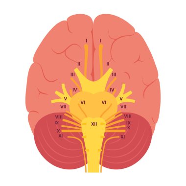 Cranial nerves diagram clipart