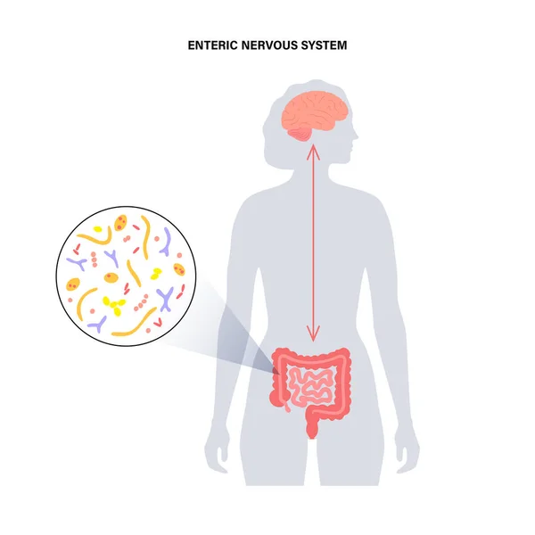 Conexión cerebral intestinal — Archivo Imágenes Vectoriales