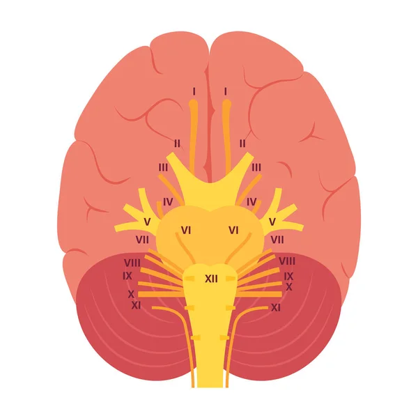 Diagrama dos nervos cranianos — Vetor de Stock