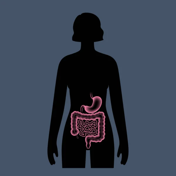 Anatomía del tubo digestivo — Archivo Imágenes Vectoriales