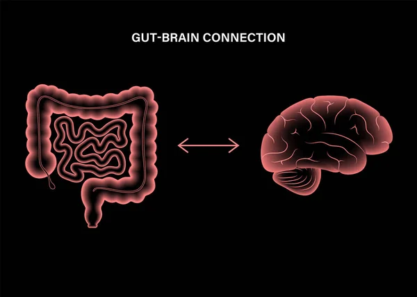 Gut Brain 3D — стоковий вектор