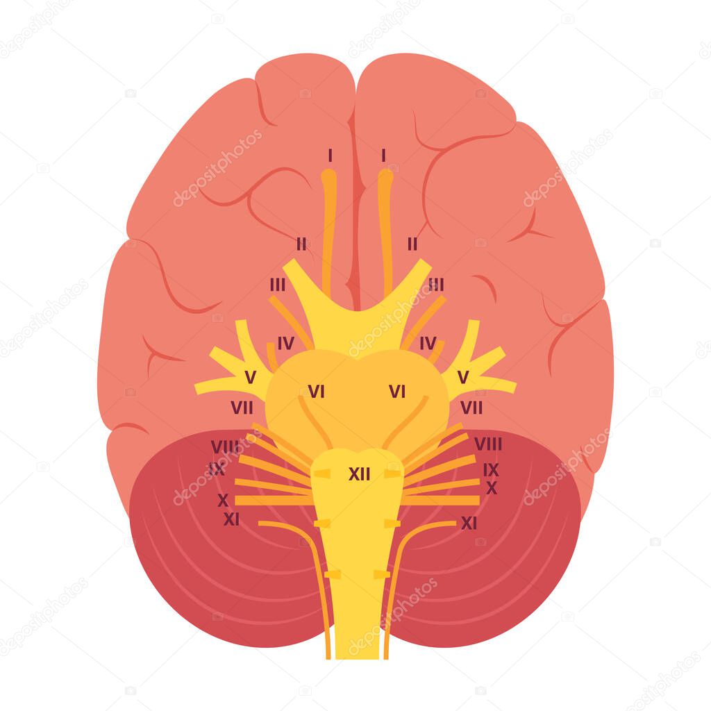 Cranial nerves diagram