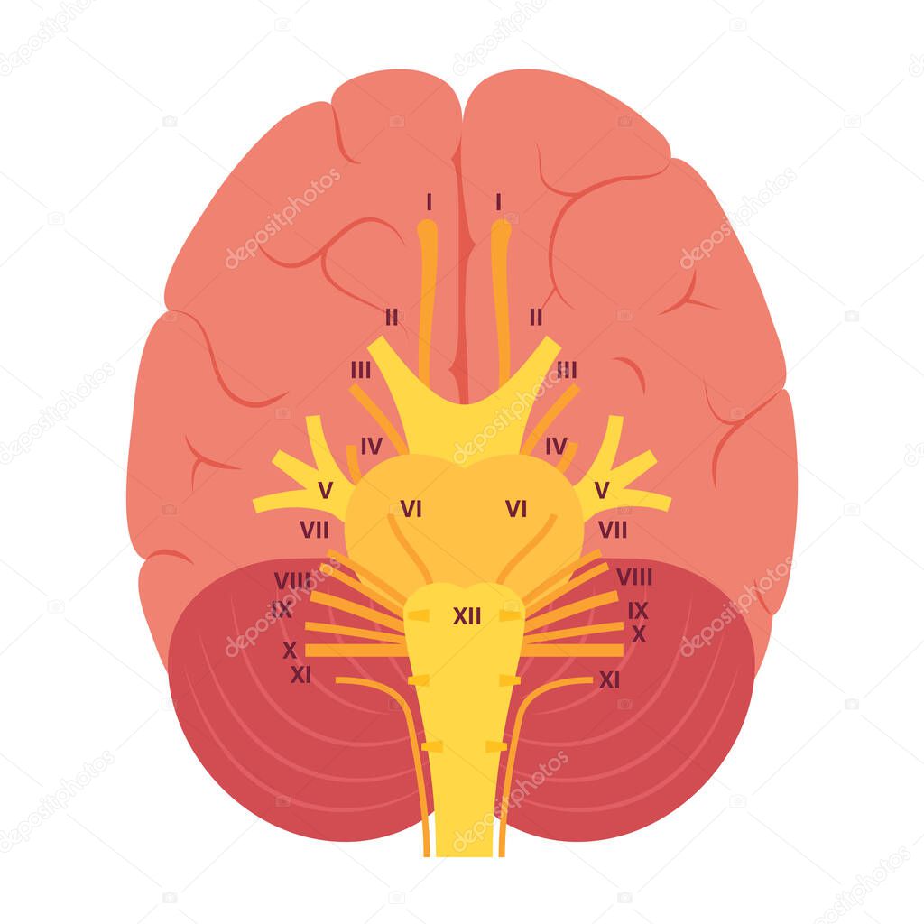Cranial nerves diagram. Brain structure medical poster. Cerebellum, pons, pyramid, trigeminal and vagus nerves. Motor and sensory fibres scheme. Brainstem anatomical banner flat vector illustration.