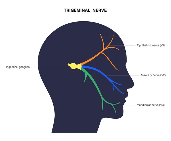 Schemat nerwu trójdzielnego — Wektor stockowy