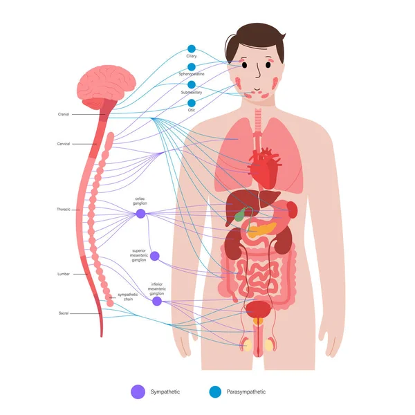 Vegetatives Nervensystem — Stockvektor