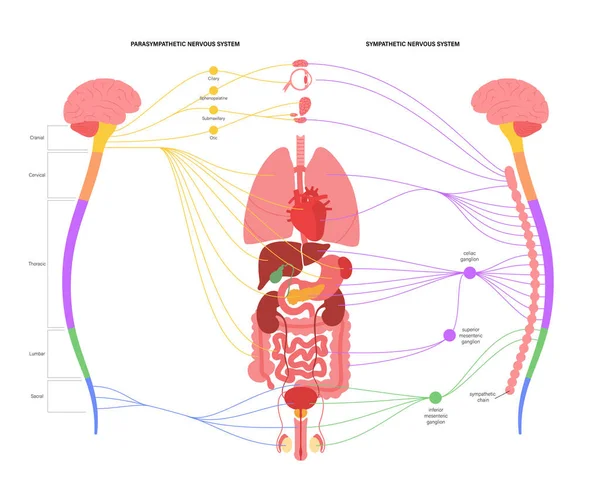 Vegetatives Nervensystem — Stockvektor