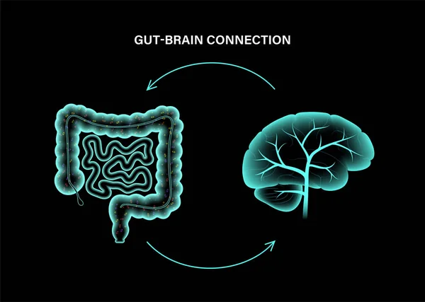 Darm Gehirn 3D — Stockvektor