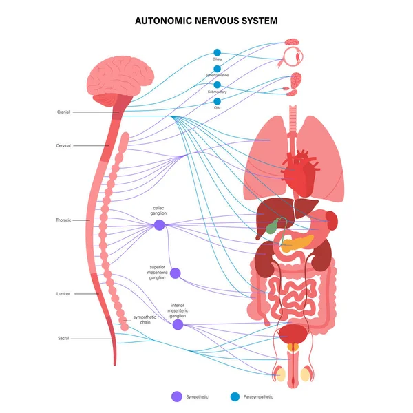 自律神経系のインフォグラフィックポスター 脊髄と内臓の解剖学 交感神経系および副交感神経系の概念 脳と神経の接続ベクトル図 — ストックベクタ