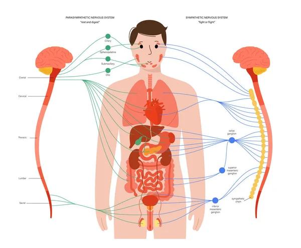 Sistemas Nervoso Simpático Parassimpático Diagrama Conexões Cerebrais Nervosas Cartaz Infográfico — Vetor de Stock