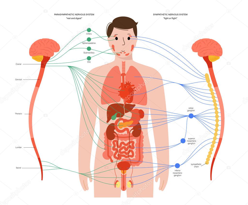 Sympathetic and parasympathetic nervous systems. Diagram of brain and nerves connections. Autonomic nervous system infographic poster. Spinal cord and internal organs in human body vector illustration