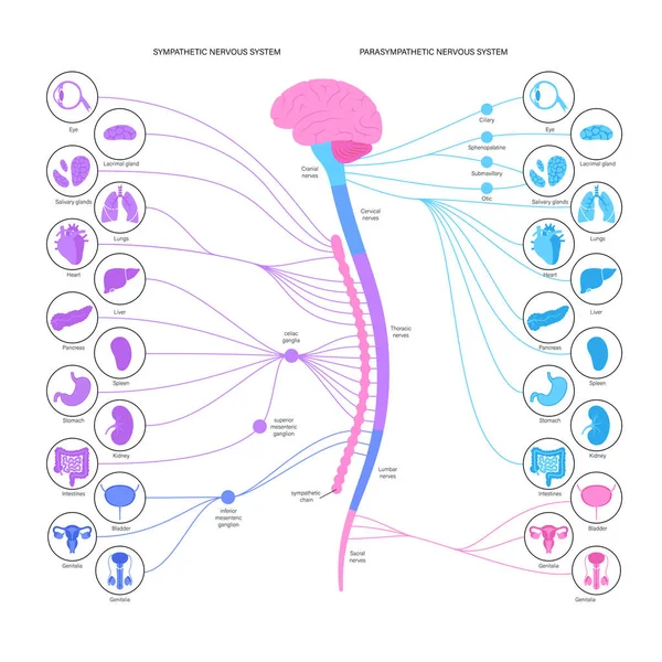 Vegetatives Nervensystem — Stockvektor