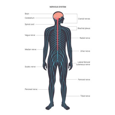 Central nervous system clipart