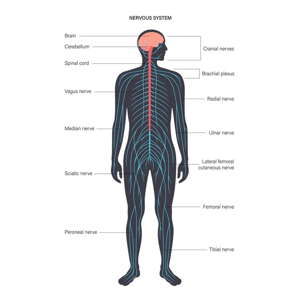 Central nervous system — Stock Vector