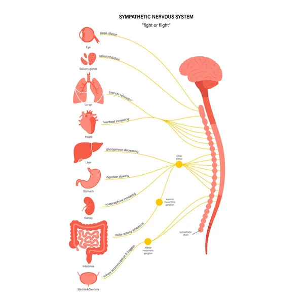Système nerveux symphonique — Image vectorielle