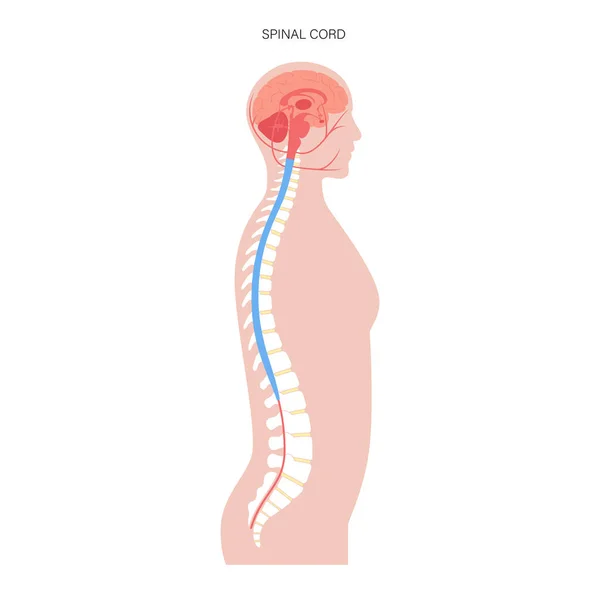 Spinal cord anatomy — Stock Vector