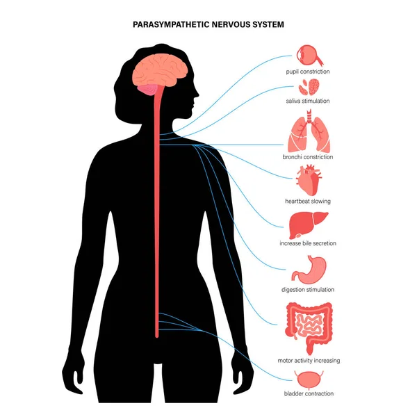 Parasympathisches Nervensystem — Stockvektor