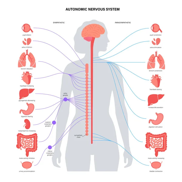 Autonoma nervsystemet — Stock vektor