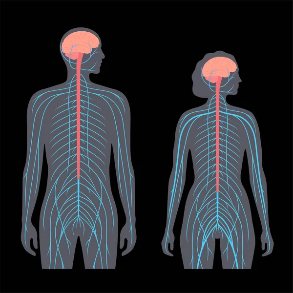 Центральная нервная система — стоковый вектор