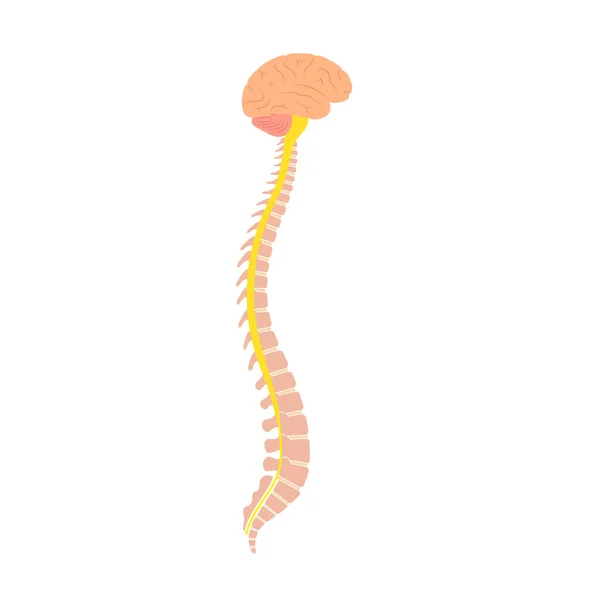 Anatomía de la médula espinal — Vector de stock