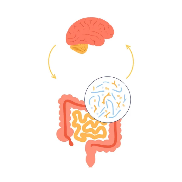 Conexión cerebral intestinal — Archivo Imágenes Vectoriales