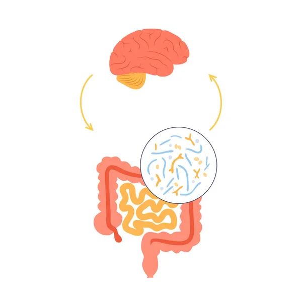 Connexion intestinale au cerveau — Image vectorielle