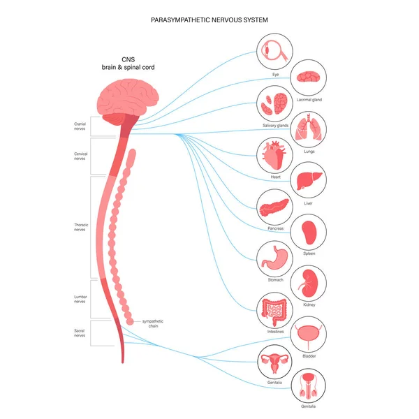 Parasympatiskt nervsystem — Stock vektor