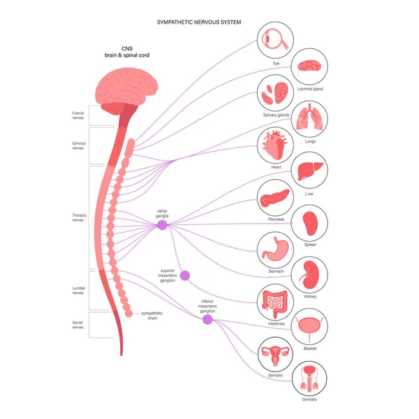 Sistema nervioso sintomático — Vector de stock