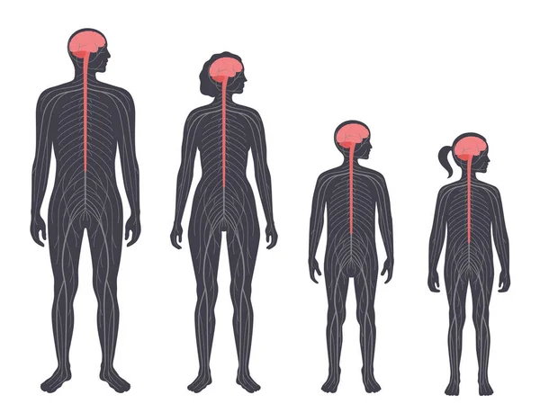 Central nervous system — Stock Vector