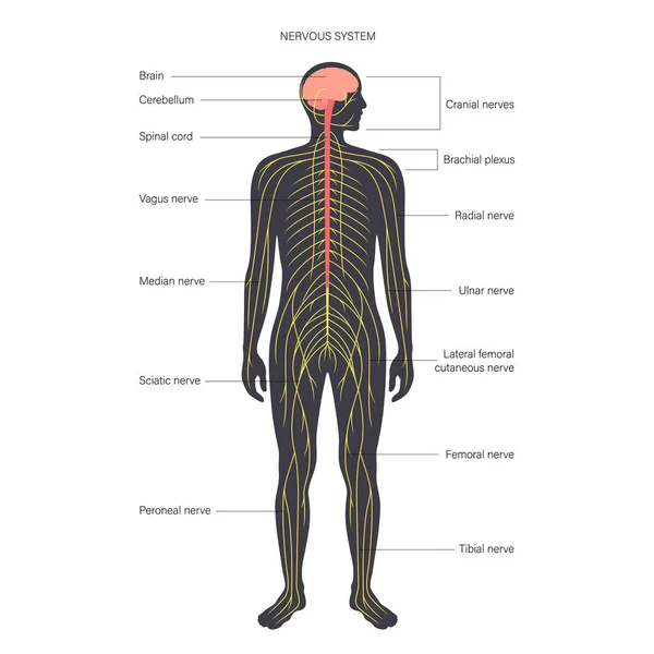 Zentrales Nervensystem — Stockvektor