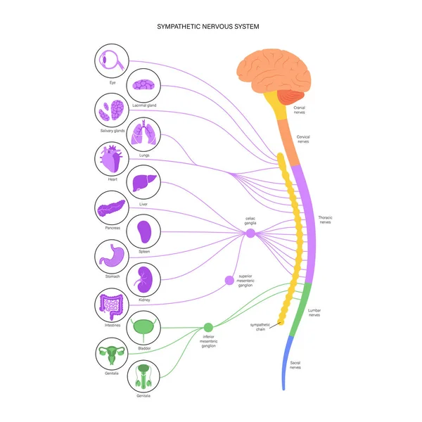 Sistema nervioso sintomático — Archivo Imágenes Vectoriales