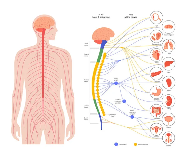 Autonomic nervous system — Stock Vector