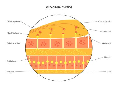 Koku sistemi anatomisi