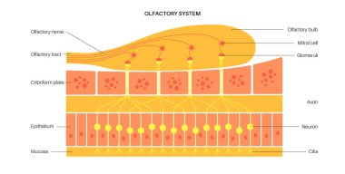 Olfactory system anatomy clipart