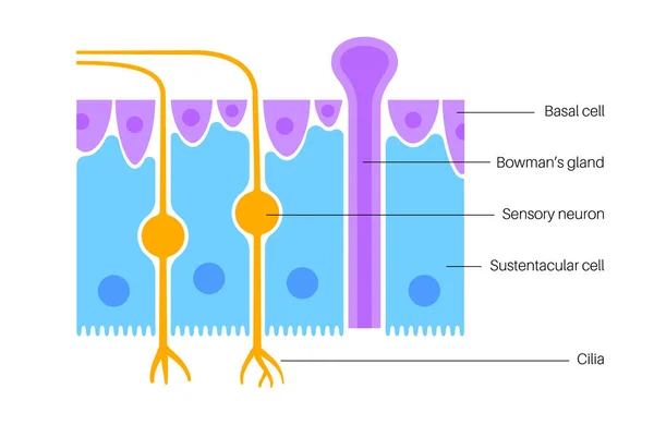 Anatomie de l'épithélium olfactif — Image vectorielle