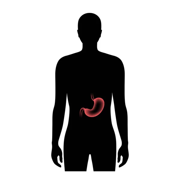 Anatomia do estômago 3D — Vetor de Stock