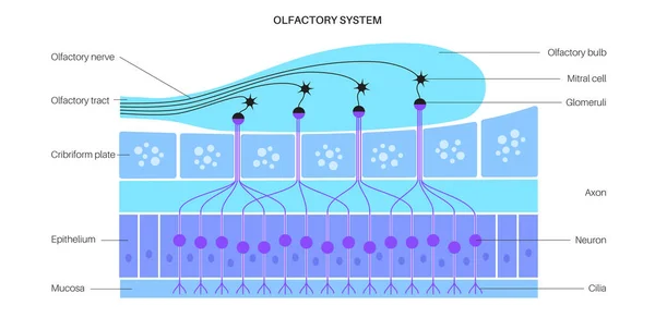 Anatomie čichového systému — Stockový vektor
