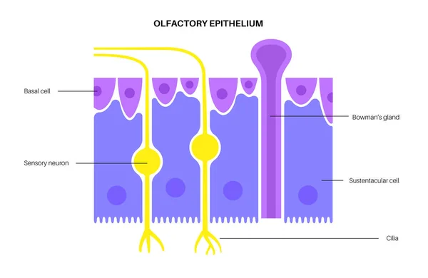 Anatomie de l'épithélium olfactif — Image vectorielle