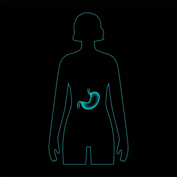 Anatomía del estómago 3D — Archivo Imágenes Vectoriales