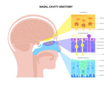 Burun boşluğu anatomisi